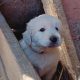 Beautiful Golden retriever puppies