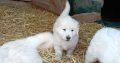 Beautiful Golden retriever puppies