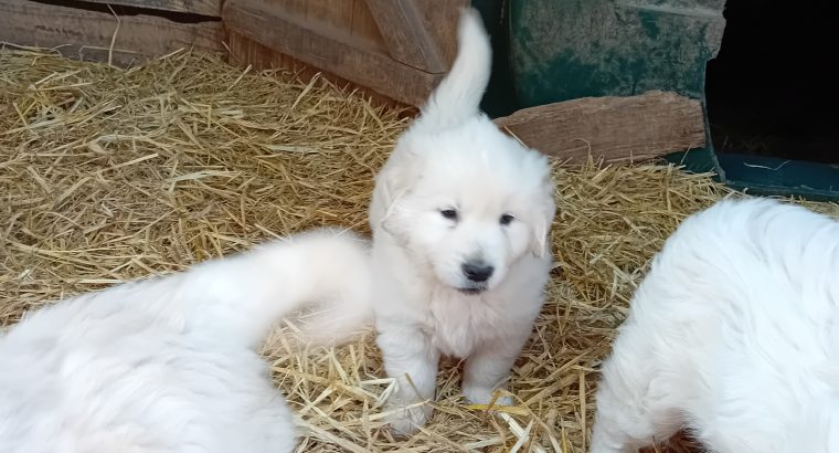 Beautiful Golden retriever puppies