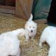 Beautiful Golden retriever puppies