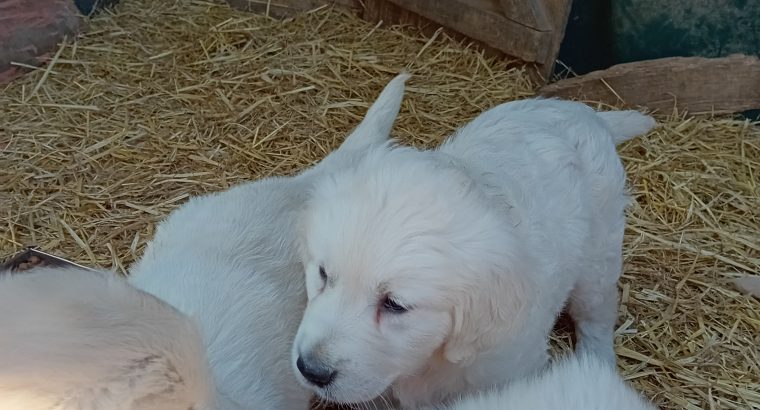 Beautiful Golden retriever puppies