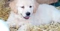 Beautiful Golden retriever puppies