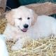 Beautiful Golden retriever puppies