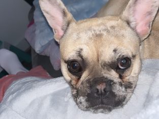 Female French bulldog