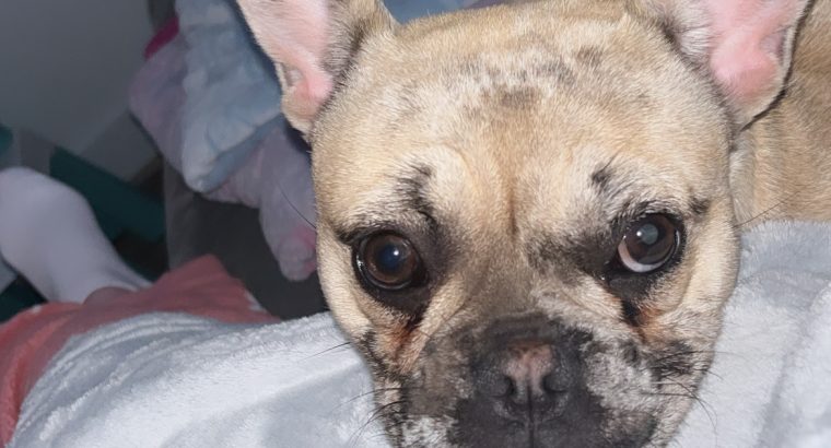 Female French bulldog