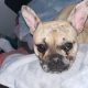 Female French bulldog