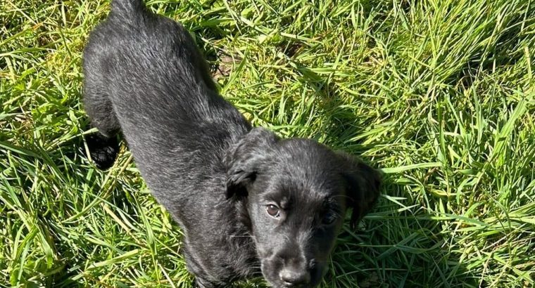 Golden Retriever X Border Collie Pups for Sale