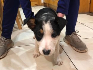 Border collie pup for sale