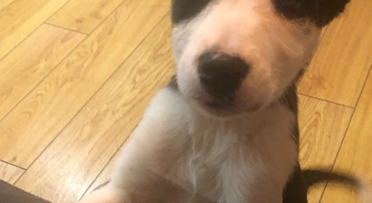 Border collie pup for sale