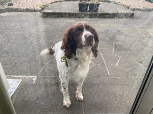 Springer spaniel