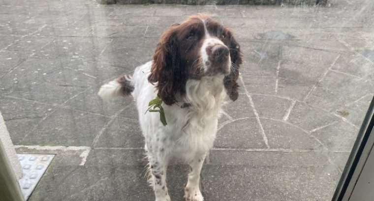 Springer spaniel