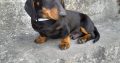 Black and Tan Dachshund