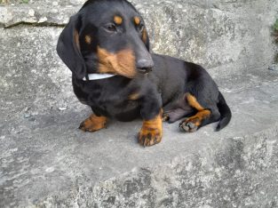 Black and Tan Dachshund