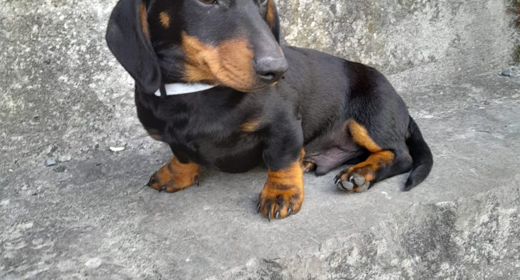 Black and Tan Dachshund