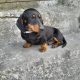 Black and Tan Dachshund