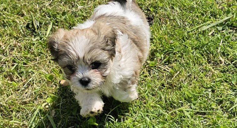 Shih Tzu