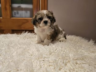 Shih Tzu