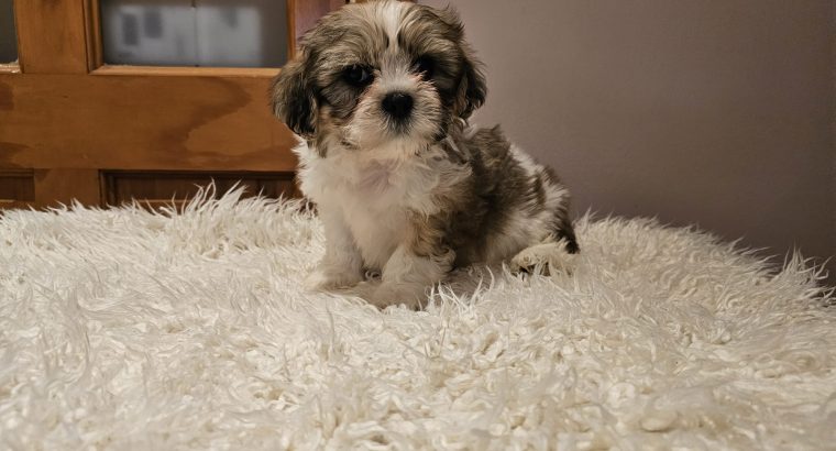 Shih Tzu