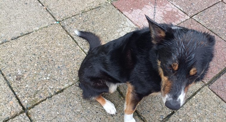 Collie looking for a good home