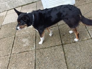 Collie looking for a good home