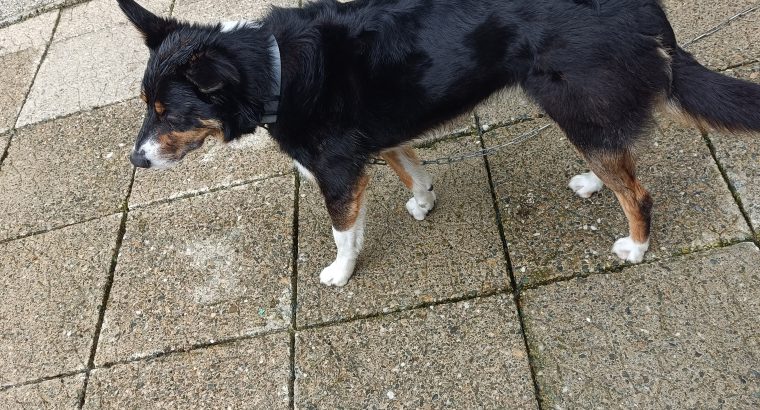 Collie looking for a good home