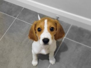 Female Beagle Puppy for sale