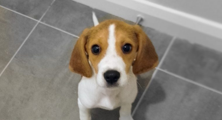 Female Beagle Puppy for sale