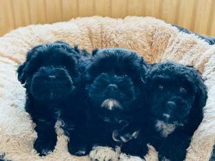 Shihpoo ( Shih Tzu x Toy Poodle )