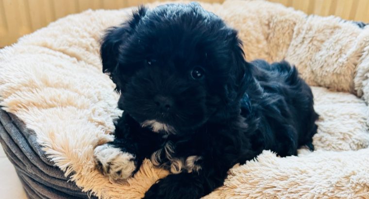 Shihpoo ( Shih Tzu x Toy Poodle )