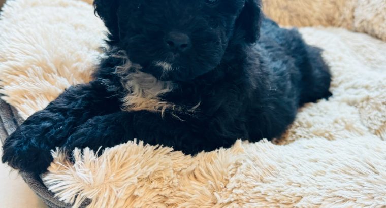 Shihpoo ( Shih Tzu x Toy Poodle )