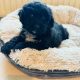 Shihpoo ( Shih Tzu x Toy Poodle )