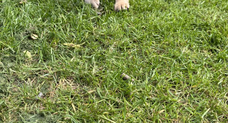 Golden Labrador puppies