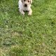 Golden Labrador puppies