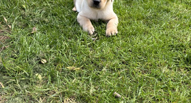 Golden Labrador puppies