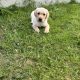 Golden Labrador puppies