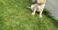 Golden Labrador puppies