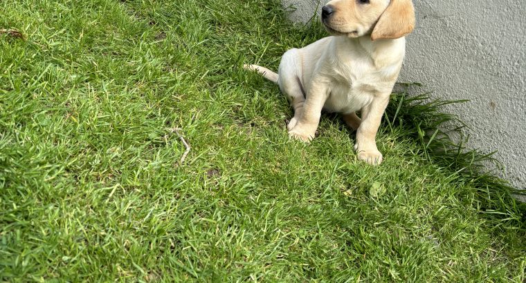 Golden Labrador puppies