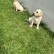 Golden Labrador puppies