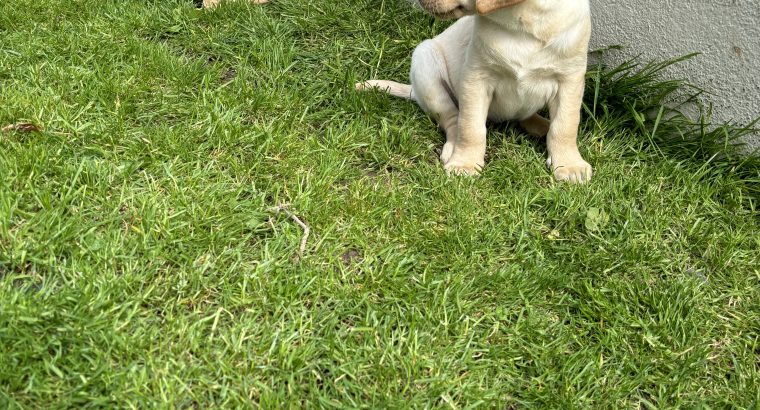 Golden Labrador puppies