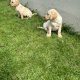 Golden Labrador puppies