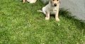 Golden Labrador puppies