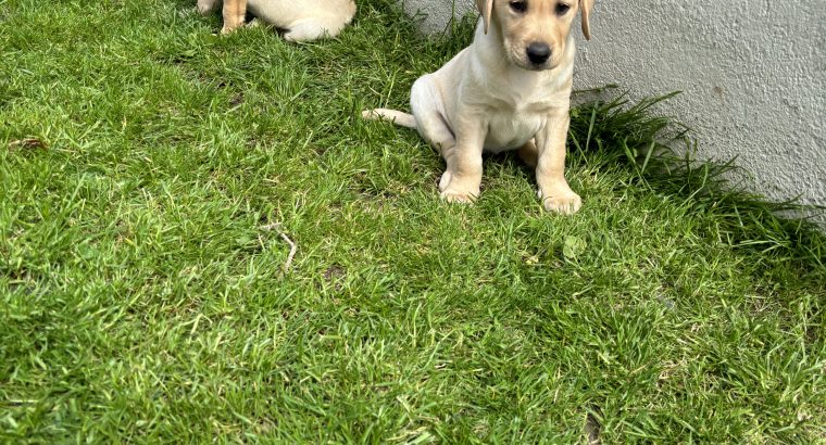 Golden Labrador puppies