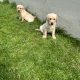 Golden Labrador puppies