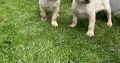 Golden Labrador puppies