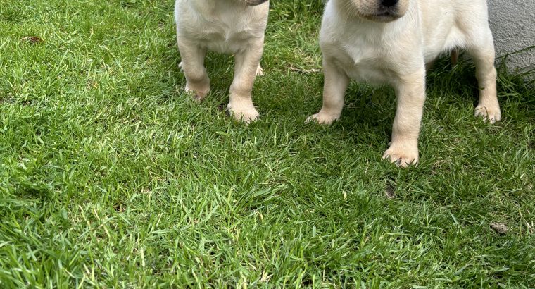 Golden Labrador puppies