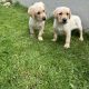 Golden Labrador puppies