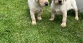 Golden Labrador puppies