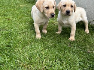 Golden Labrador puppies