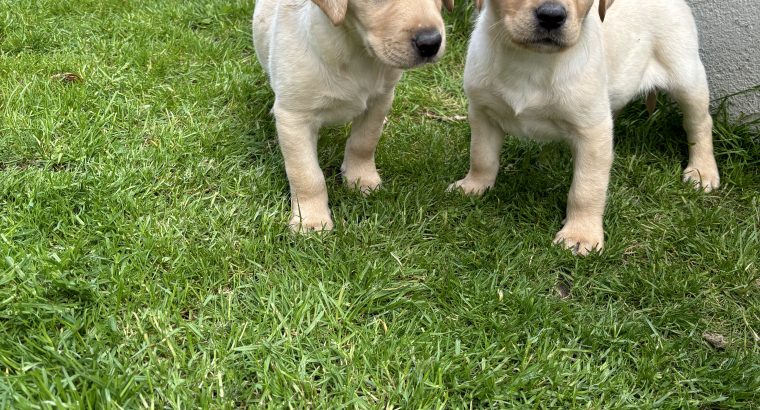 Golden Labrador puppies