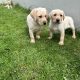 Golden Labrador puppies